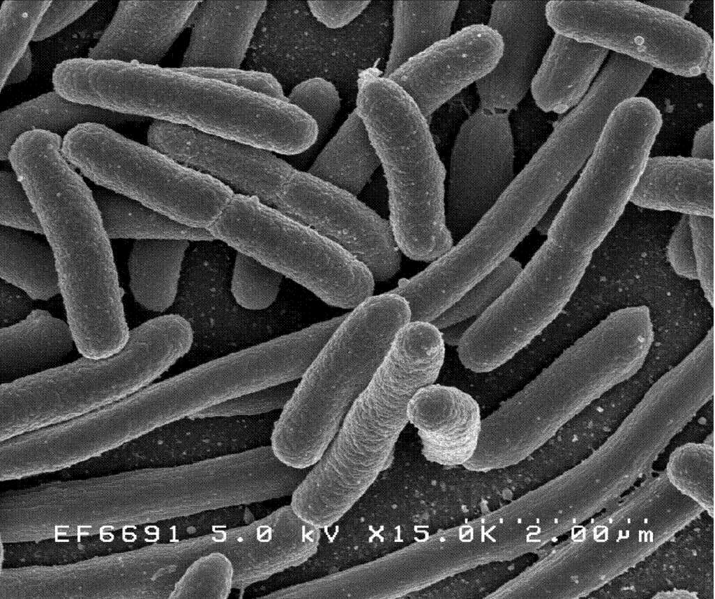 Bakteri escherichia coli bermanfaat bagi manusia karena dapat